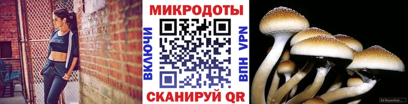 цена   блэк спрут зеркало  Псилоцибиновые грибы прущие грибы  Ефремов 